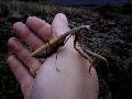 a Mantis religiosa szerencsre gyakori a rten (Hangony s BsztGyrgy kztt, a hegyen)